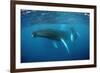 Humpback Whale-Reinhard Dirscherl-Framed Photographic Print