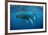 Humpback Whale-Reinhard Dirscherl-Framed Photographic Print