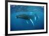 Humpback Whale-Reinhard Dirscherl-Framed Photographic Print