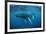 Humpback Whale-Reinhard Dirscherl-Framed Photographic Print