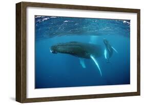 Humpback Whale-Reinhard Dirscherl-Framed Photographic Print