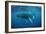 Humpback Whale-Reinhard Dirscherl-Framed Photographic Print