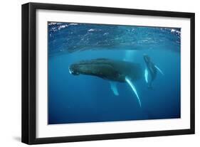 Humpback Whale-Reinhard Dirscherl-Framed Photographic Print