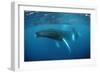 Humpback Whale-Reinhard Dirscherl-Framed Photographic Print