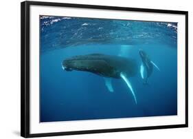 Humpback Whale-Reinhard Dirscherl-Framed Photographic Print