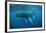 Humpback Whale-Reinhard Dirscherl-Framed Photographic Print