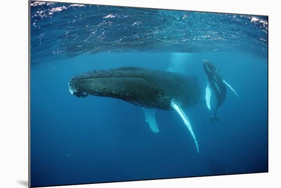 Humpback Whale-Reinhard Dirscherl-Mounted Photographic Print