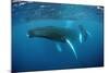 Humpback Whale-Reinhard Dirscherl-Mounted Photographic Print