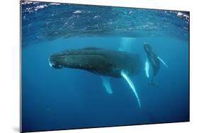 Humpback Whale-Reinhard Dirscherl-Mounted Photographic Print