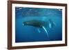 Humpback Whale-Reinhard Dirscherl-Framed Photographic Print