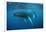 Humpback Whale-Reinhard Dirscherl-Framed Photographic Print