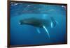 Humpback Whale-Reinhard Dirscherl-Framed Photographic Print