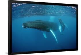 Humpback Whale-Reinhard Dirscherl-Framed Photographic Print