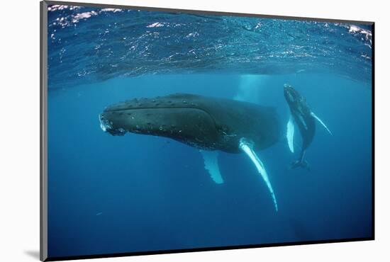 Humpback Whale-Reinhard Dirscherl-Mounted Photographic Print