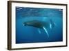 Humpback Whale-Reinhard Dirscherl-Framed Photographic Print