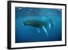 Humpback Whale-Reinhard Dirscherl-Framed Photographic Print