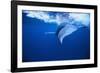 Humpback Whale-DLILLC-Framed Photographic Print