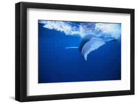 Humpback Whale-DLILLC-Framed Photographic Print