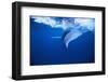 Humpback Whale-DLILLC-Framed Photographic Print