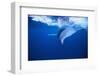 Humpback Whale-DLILLC-Framed Photographic Print