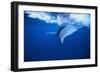 Humpback Whale-DLILLC-Framed Photographic Print