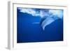 Humpback Whale-DLILLC-Framed Photographic Print