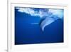 Humpback Whale-DLILLC-Framed Photographic Print