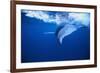 Humpback Whale-DLILLC-Framed Photographic Print