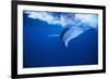 Humpback Whale-DLILLC-Framed Photographic Print