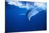 Humpback Whale-DLILLC-Mounted Photographic Print