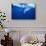 Humpback Whale-DLILLC-Photographic Print displayed on a wall