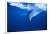 Humpback Whale-DLILLC-Framed Photographic Print