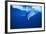 Humpback Whale-DLILLC-Framed Photographic Print