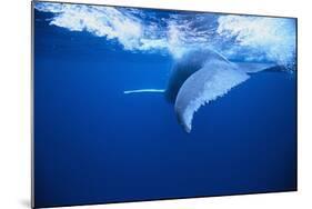 Humpback Whale-DLILLC-Mounted Photographic Print