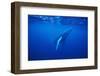 Humpback Whale-DLILLC-Framed Photographic Print