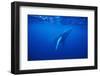 Humpback Whale-DLILLC-Framed Photographic Print