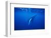 Humpback Whale-DLILLC-Framed Photographic Print