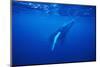 Humpback Whale-DLILLC-Mounted Photographic Print