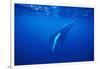 Humpback Whale-DLILLC-Framed Photographic Print