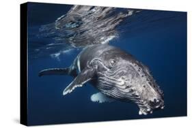 Humpback Whale-Barathieu Gabriel-Stretched Canvas