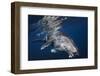 Humpback Whale-Barathieu Gabriel-Framed Photographic Print