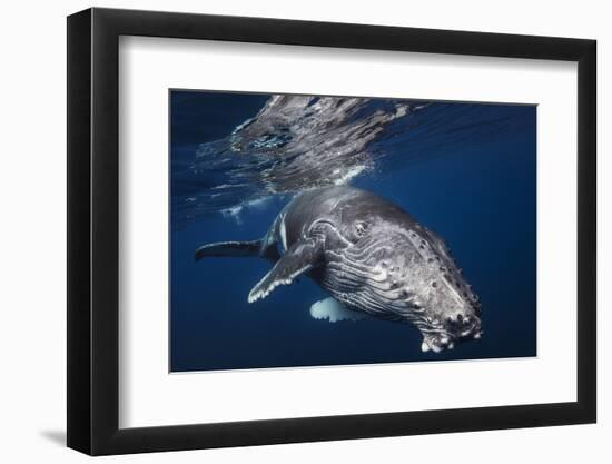 Humpback Whale-Barathieu Gabriel-Framed Photographic Print