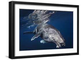 Humpback Whale-Barathieu Gabriel-Framed Photographic Print