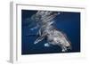 Humpback Whale-Barathieu Gabriel-Framed Photographic Print