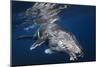 Humpback Whale-Barathieu Gabriel-Mounted Photographic Print