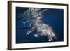 Humpback Whale-Barathieu Gabriel-Framed Photographic Print