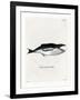 Humpback Whale-null-Framed Giclee Print