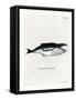 Humpback Whale-null-Framed Stretched Canvas