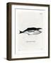 Humpback Whale-null-Framed Giclee Print