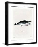 Humpback Whale-null-Framed Giclee Print